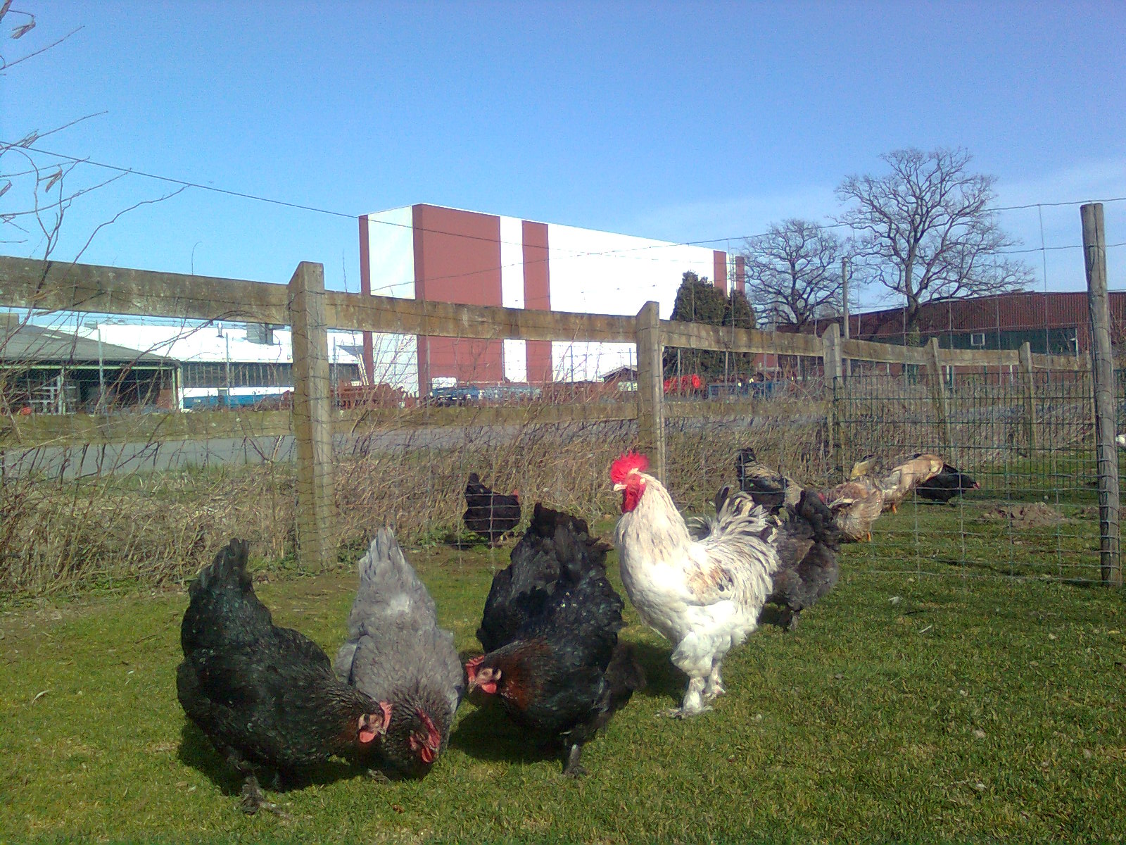 Marans splash-blau-kupfer 2017