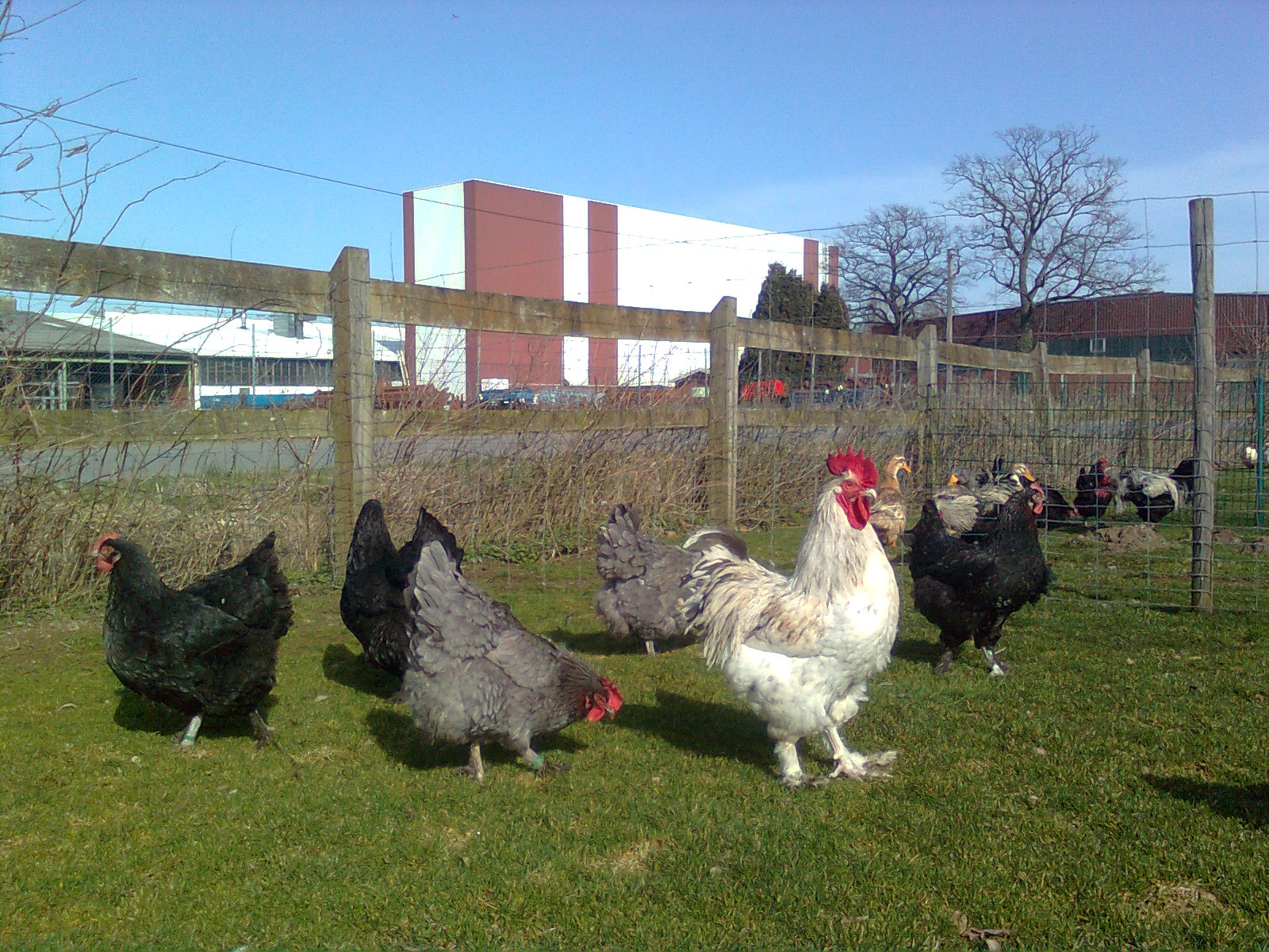 Marans splash-blau-kupfer 2017