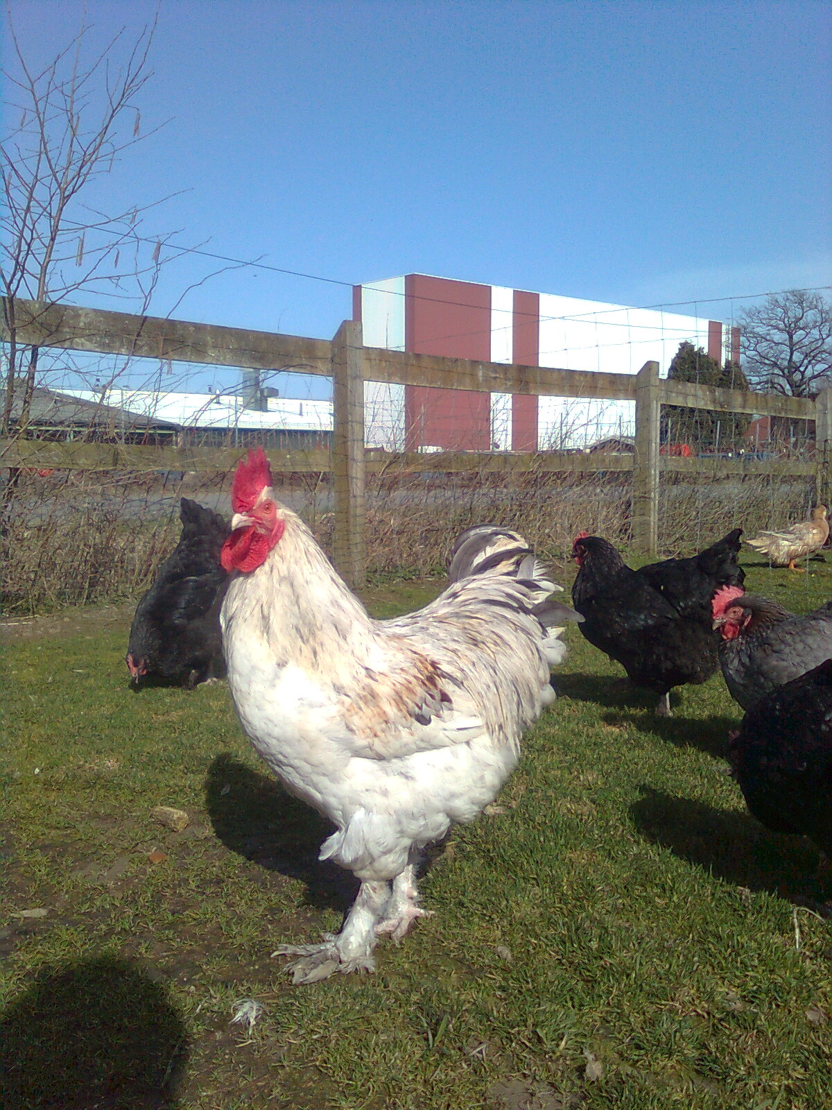 Marans splash-blau-kupfer