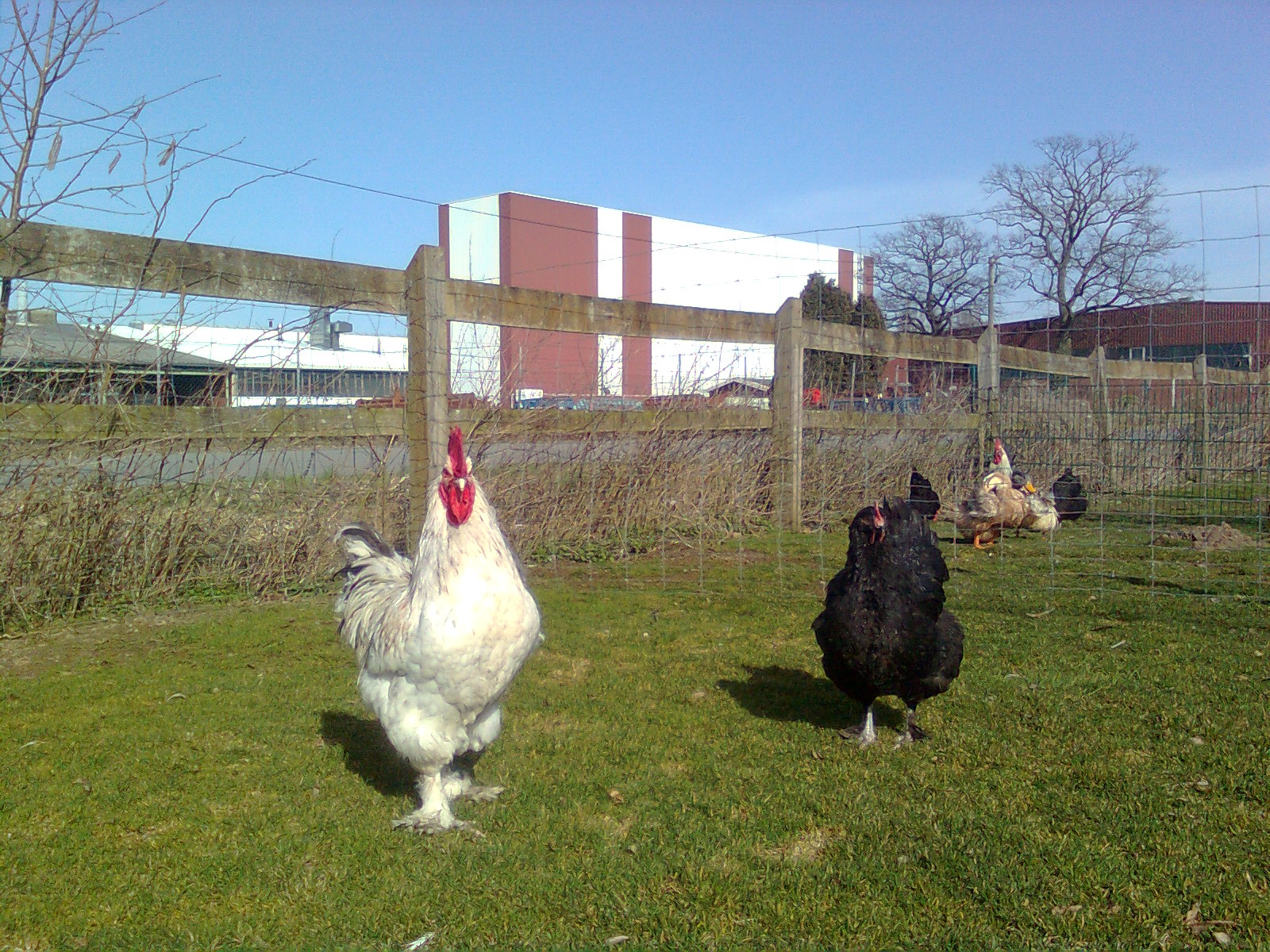 Marans splash-blau-kupfer 2017