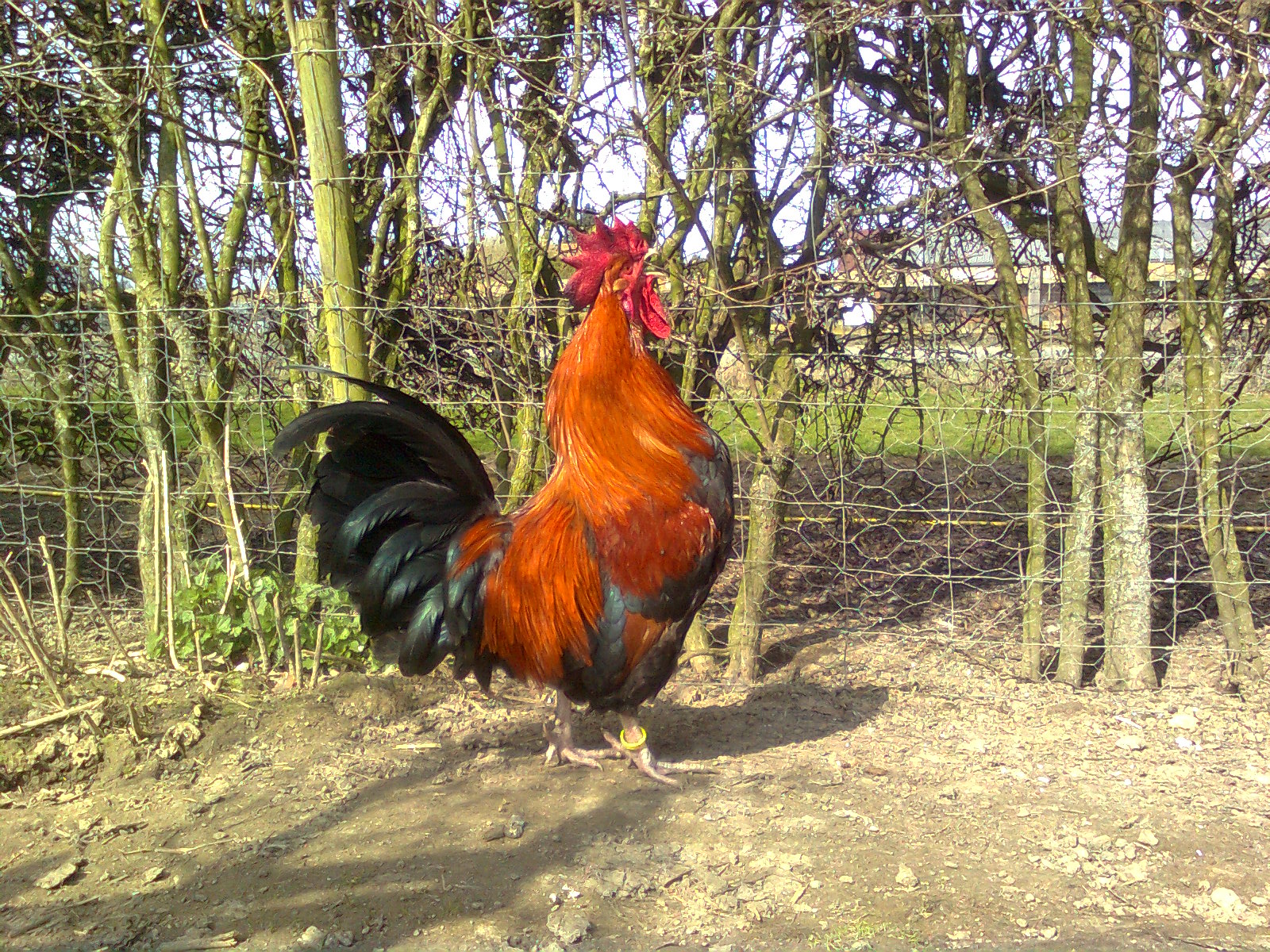 Dorkinghahn goldhalsig