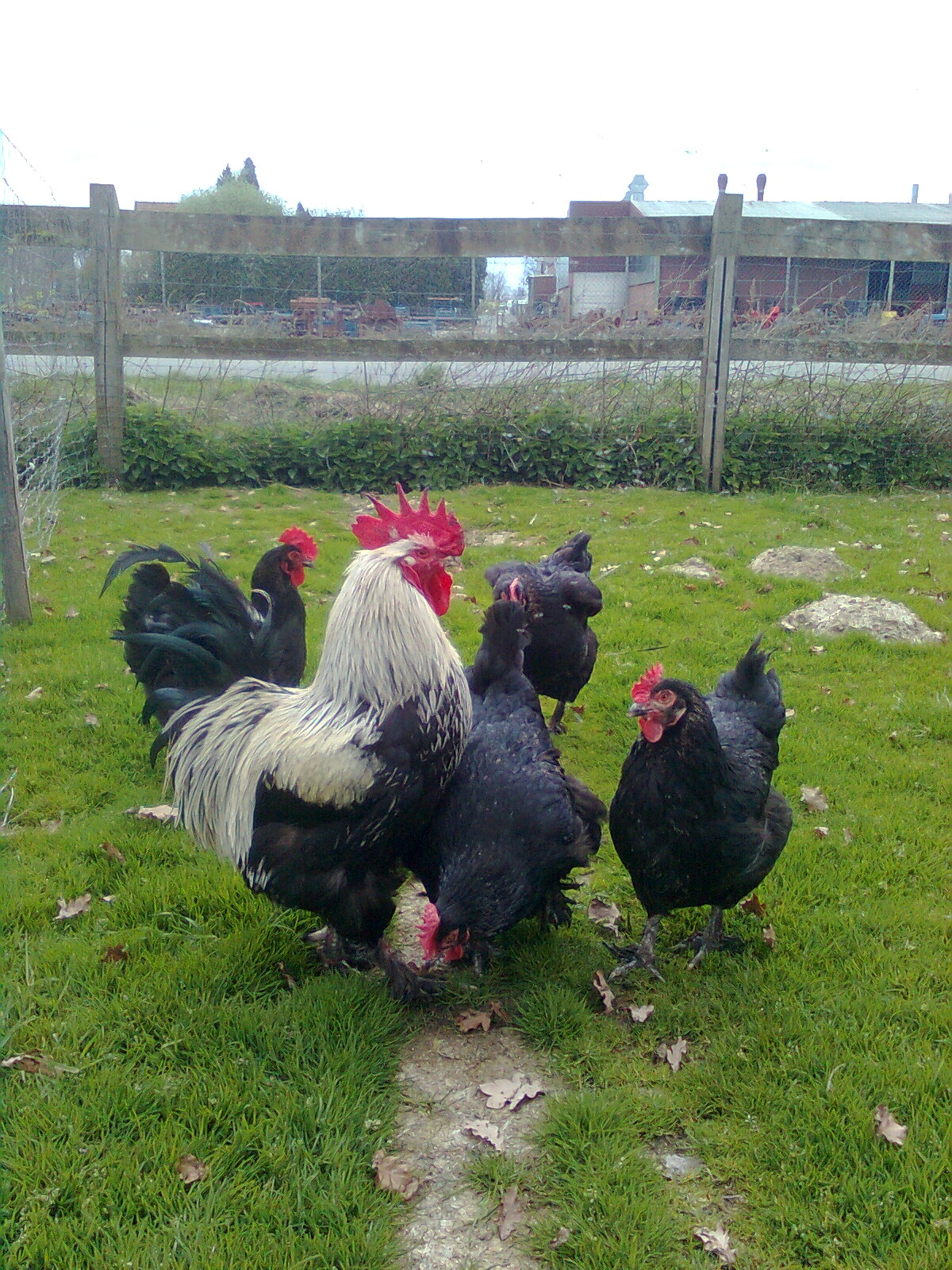 Marans schwarz-silber 2017