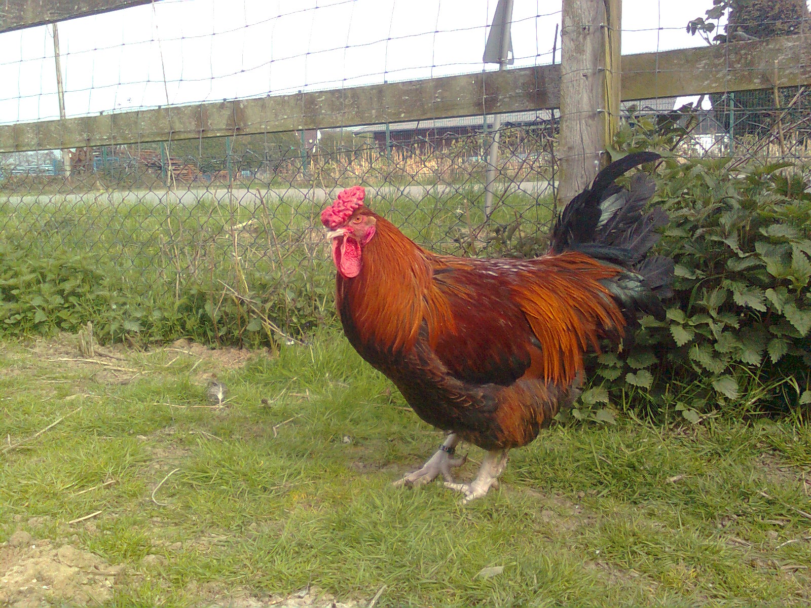 Dorking Hahn mit Rosenkamm 20.05.17