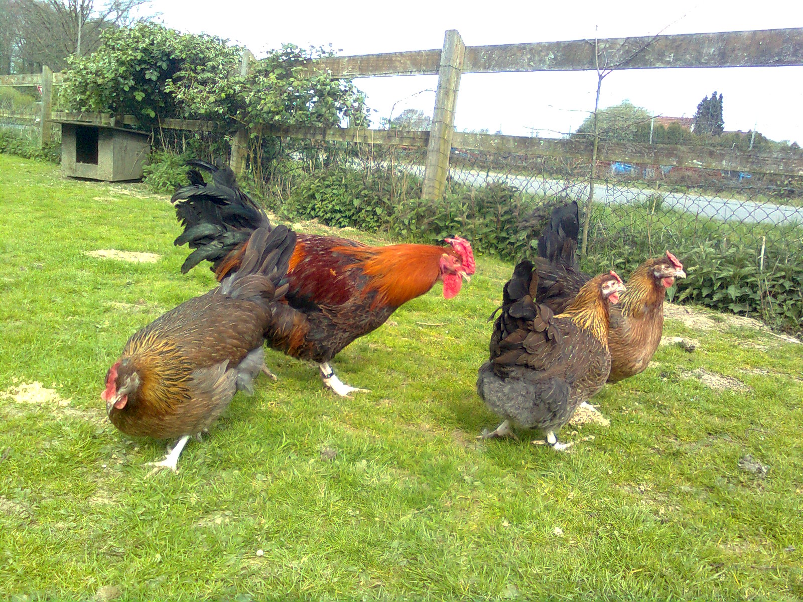 Dorking`s mit Rosenkamm 20.05.17