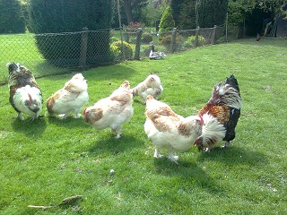 Lachsh&uuml;hner 2017