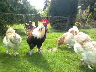 Lachsh&uuml;hner 2017