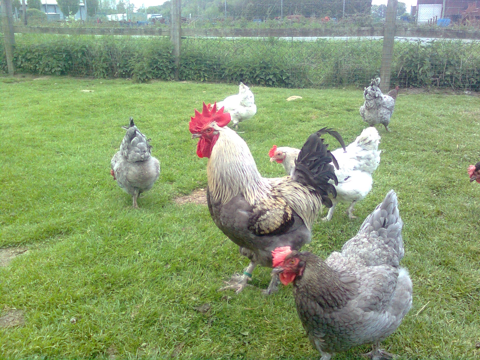 Marans blau silber, Zuchtgruppe 2017