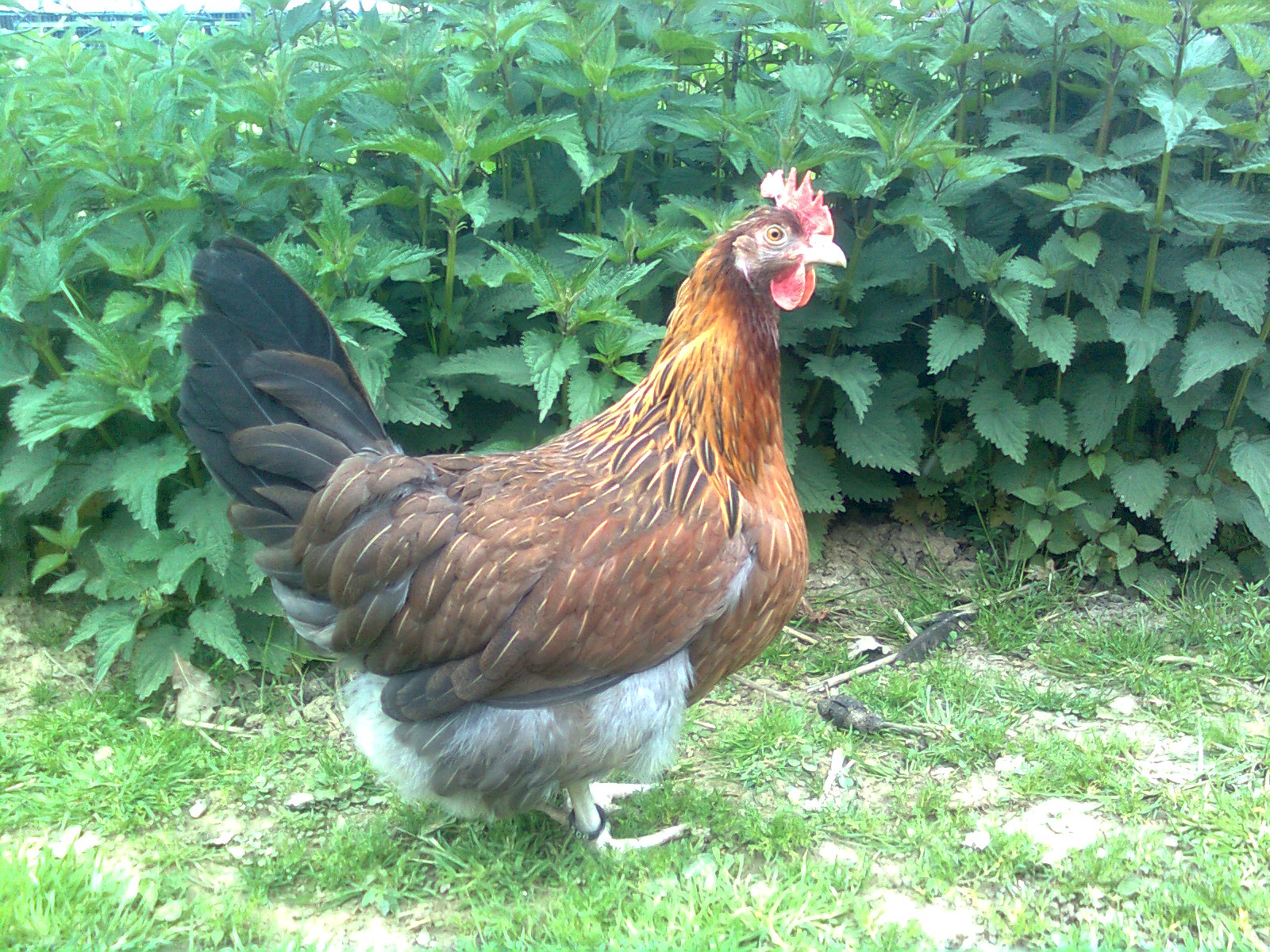 Dorking Henne goldhalsig 24.04.17