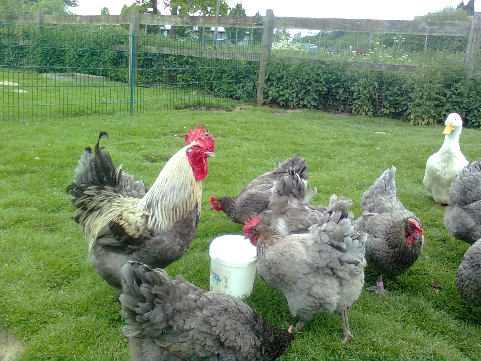 Marans blau silber, Zuchtgruppe 26.05.17