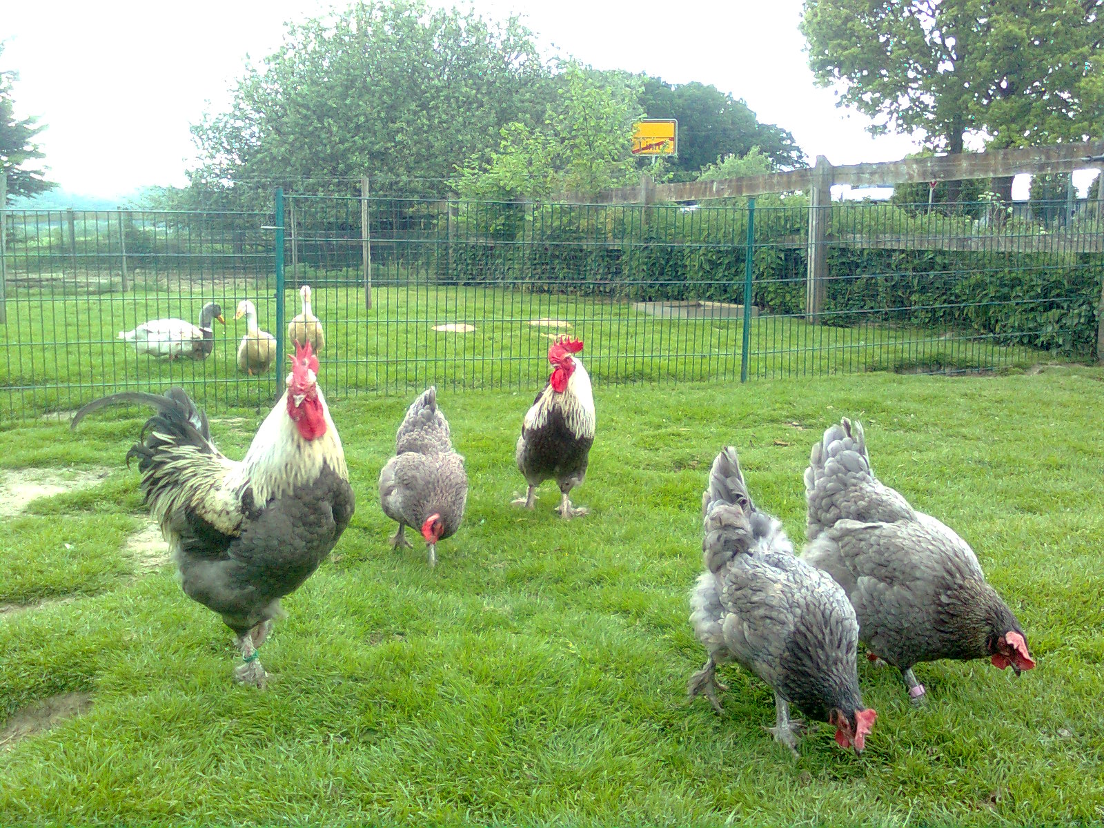Marans blau silber, Zuchtgruppe 26.05.17