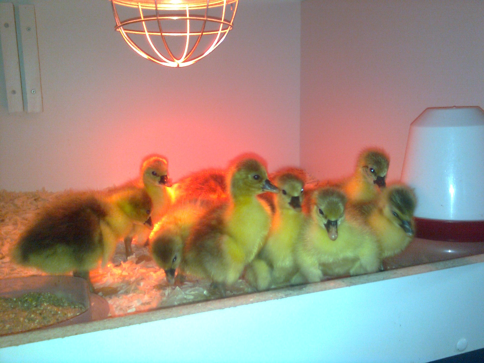 Pommerng&auml;nse-K&uuml;ken 2017