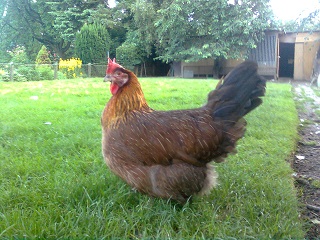 Dorkinghenne goldhalsig 06.08.17