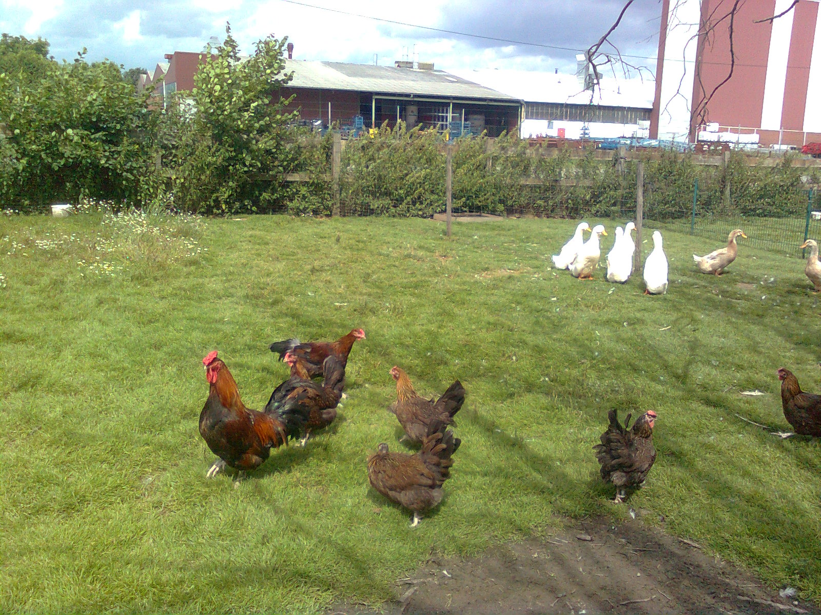 Dorkings mit Rosenkamm 2017