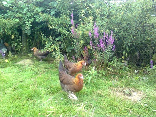 Dorkings goldhalsig Junghennen 2017