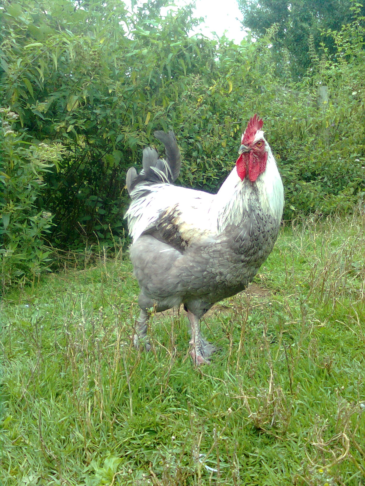 Maran blau silber Junghahn 2017