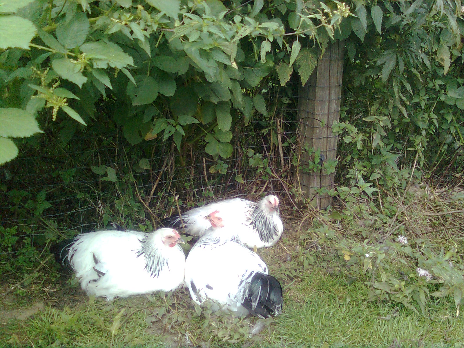 Sundheimer Jungh&uuml;hner 2017