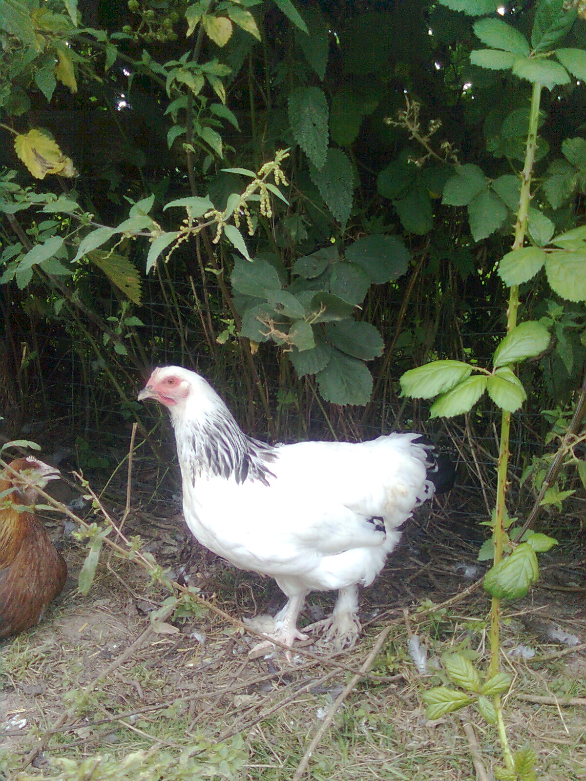 Sundheimer Junghenne 2017