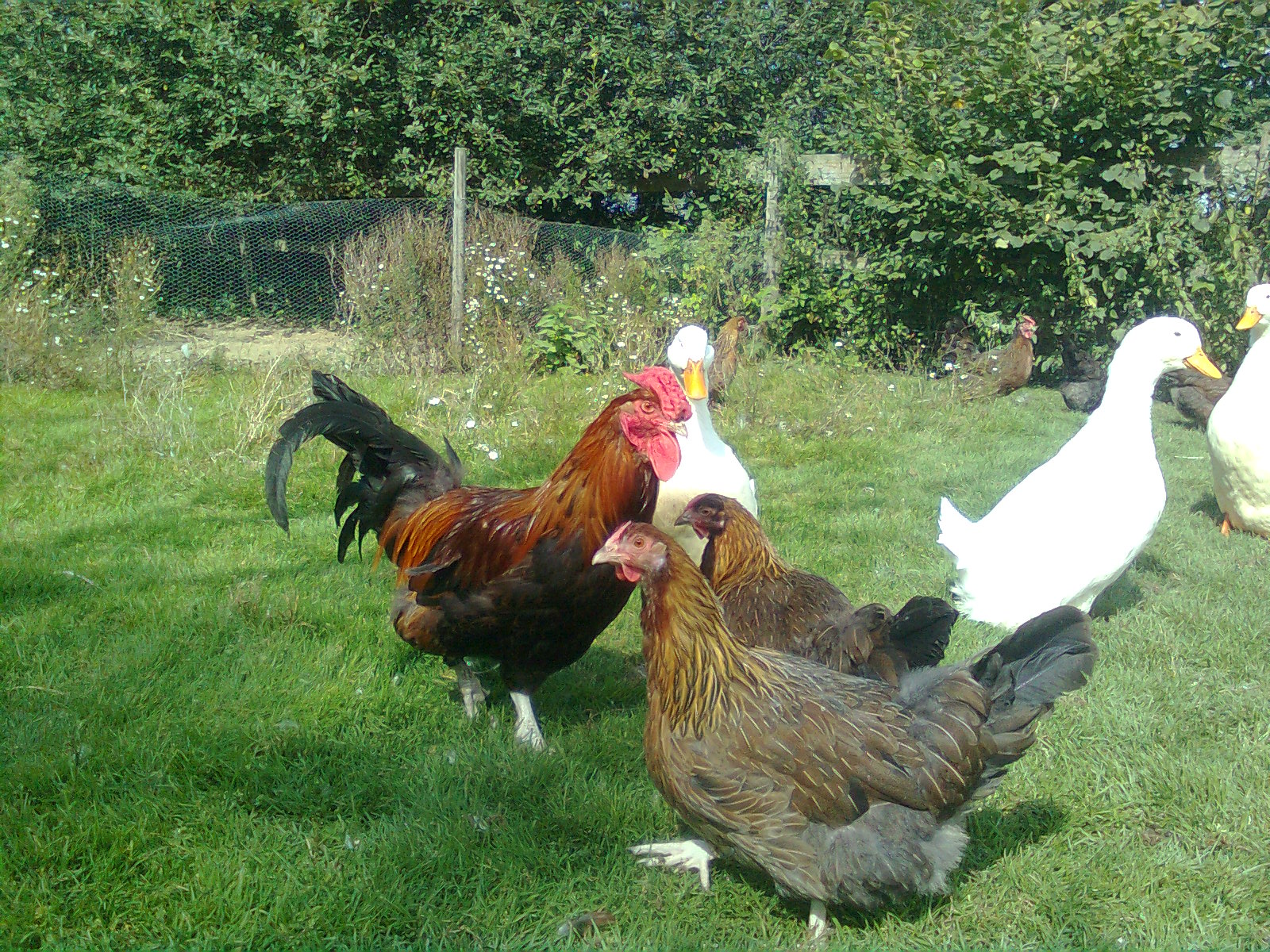 Dorkings mit Rosenkamm 2017