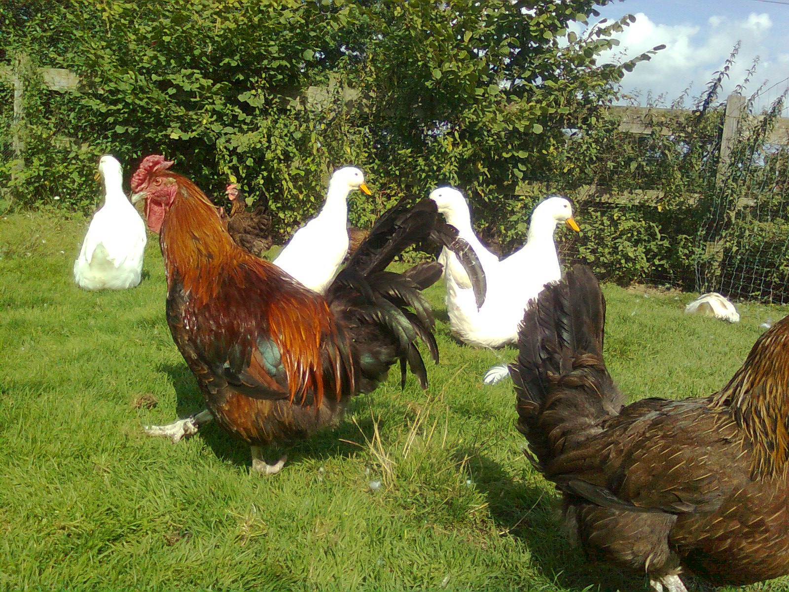 Dorking mit Rosenkamm 2017