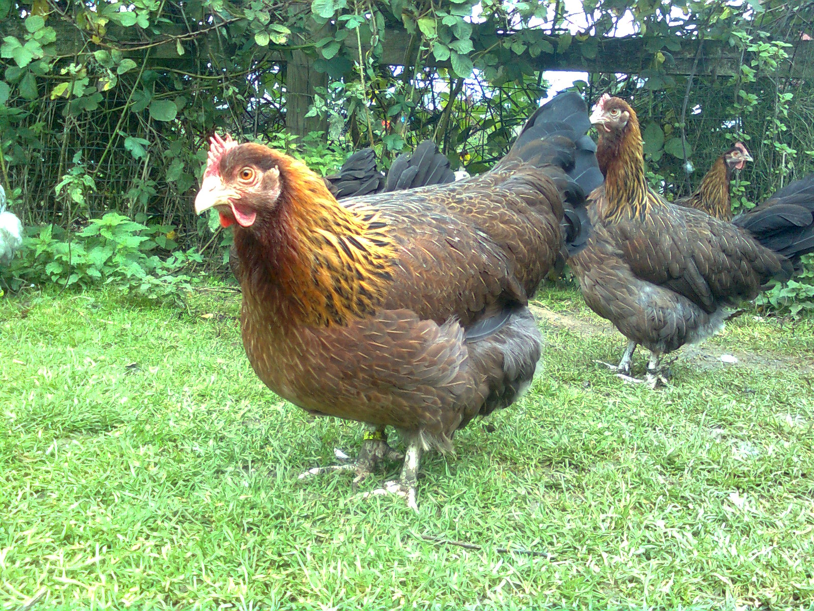 Junge Doldhalsige Dorkinghenne, Sommer 2017