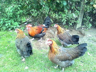 Junge goldhalsige Dorkings, Sommer 2017