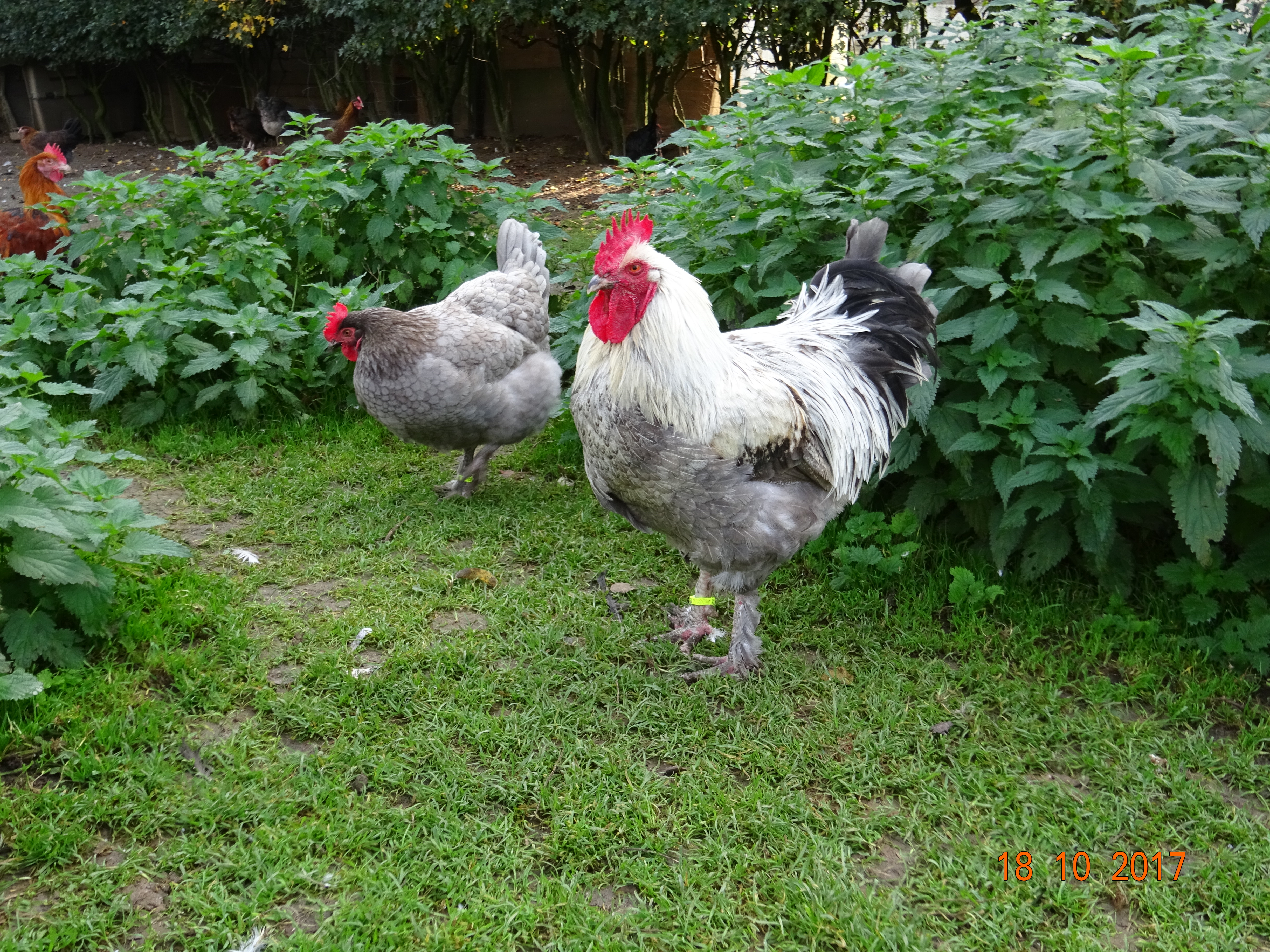 Marans blau-silber Jungtiere vom Fr&uuml;hjahr 2017