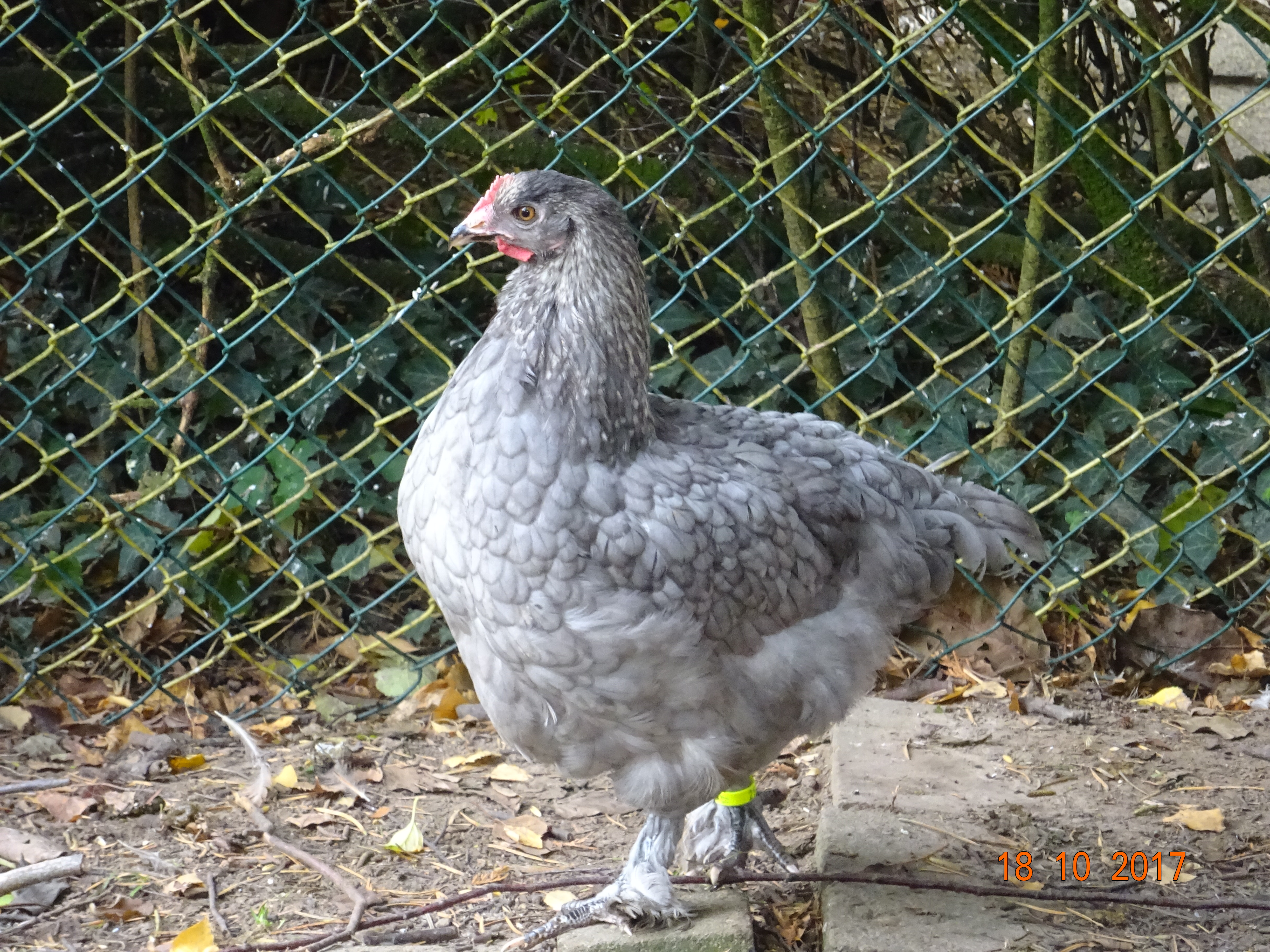 Marans blau-silber Junghenne, Schlupftag 26.07.2017