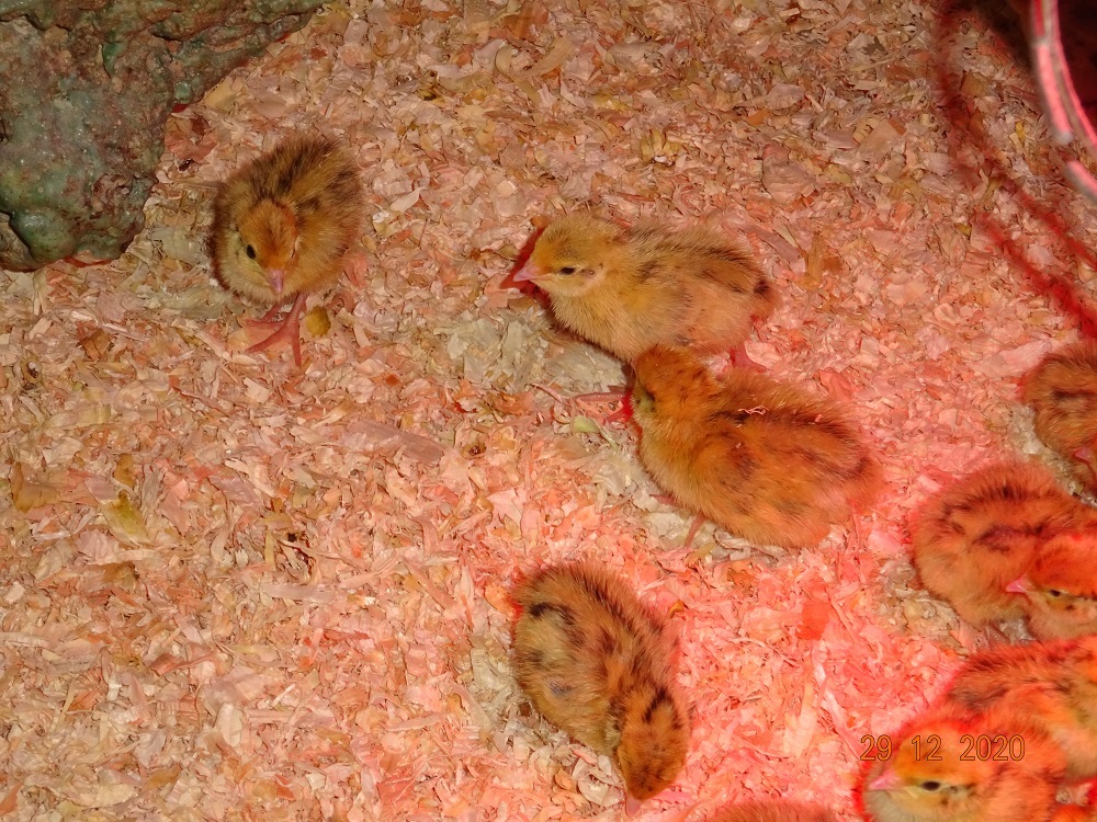 Wachtel K&uuml;ken, 29.12.2020