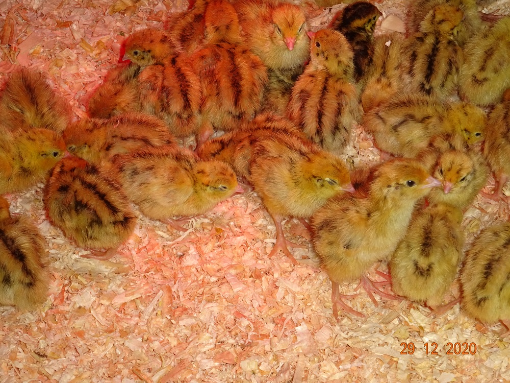 Wachtel K&uuml;ken, 29.12.2020