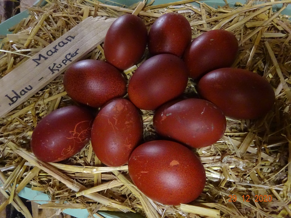 Maran blau kupfer Bruteier, 29.12.2020