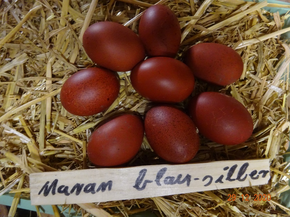 Maran blau silber Bruteier, 29.12.2020