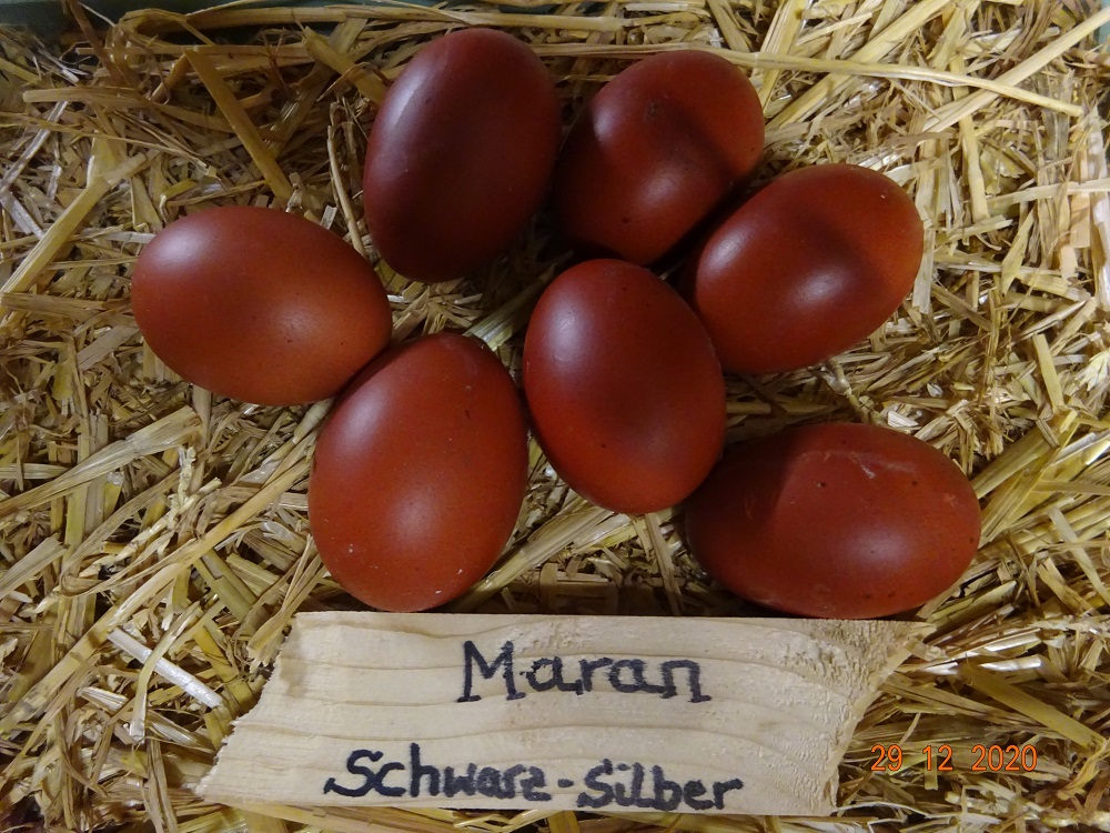 Maran schwarz silber Bruteier, 29.12.2020