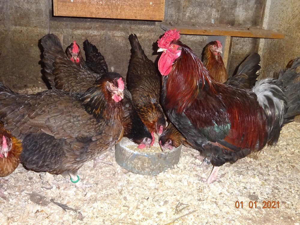 Dorking gold wildfarbig mit Rosenkamm, der Hahn ist jetzt 9 Monate alt und wiegt schon 3,75kg. die Hennen wiegen 3,20-3,60kg. Bruteier 01.01.2021