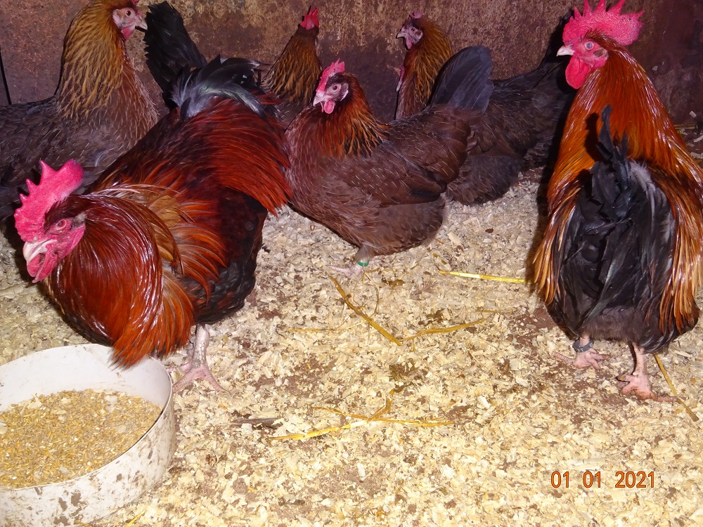 Dorking H&uuml;hner goldhalsig, Alt & Junghahn. Bruteier 01.01.2021