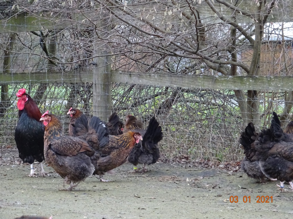 Dorking gold wildfarbig mit Rosenkamm, der Hahn ist jetzt 9 Monate alt und wiegt schon 3,75kg. die Hennen wiegen 3,20-3,60kg. Bruteier 03.01.2021