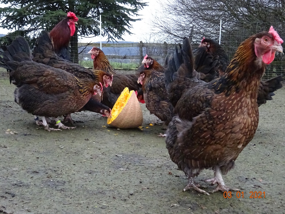 Dorking gold wildfarbig mit Rosenkamm. Bruteier 03.01.2021