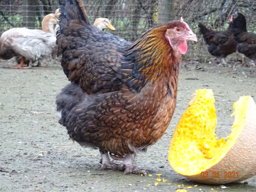 Dorking gold wildfarbig mit Rosenkamm, die Henne wird bald 7 Jahre alt und wiegen 3,60kg. Bruteier 03.01.2021