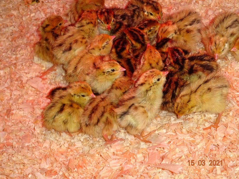 Wachtel K&uuml;ken, 15.03.2021