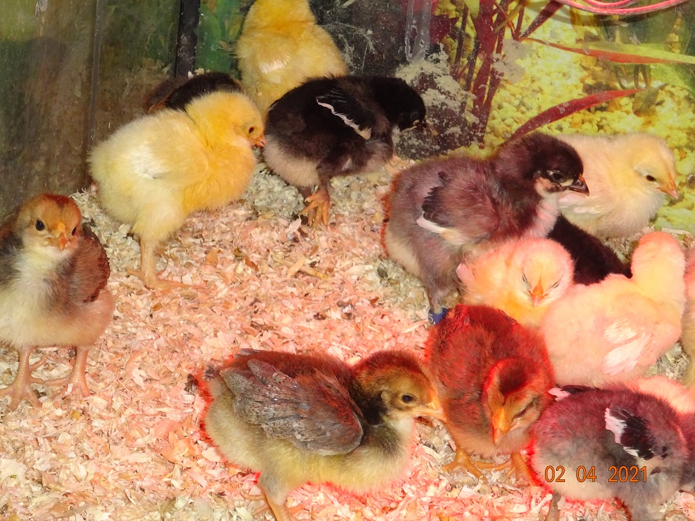 Dorking goldhalsig K&uuml;ken mit Rosenkamm, 02.04.2021