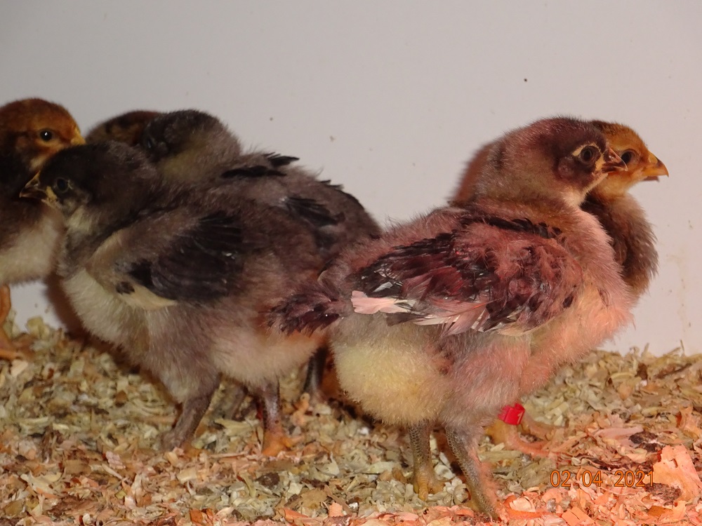 Maran blau kupfer K&uuml;ken, 02.04.2021