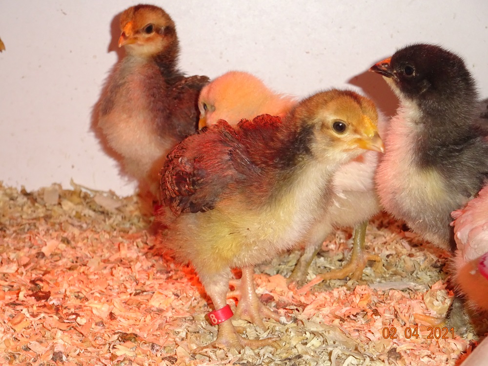 Dorking K&uuml;ken goldhalsig, 02.04.2021