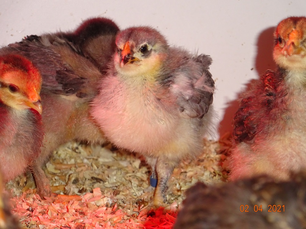 Maran blau silber K&uuml;ken, 02.04.2021