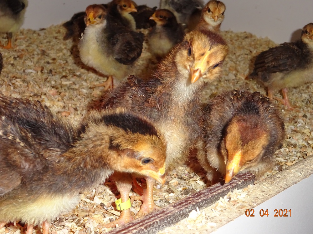 Dorking gold wildfarbig K&uuml;ken mit Rosenkamm, 02.04.2021