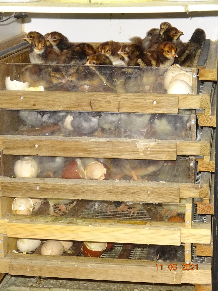 Dorking K&uuml;ken gold wildfarbig mit Rosenkamm, 12.06.2021