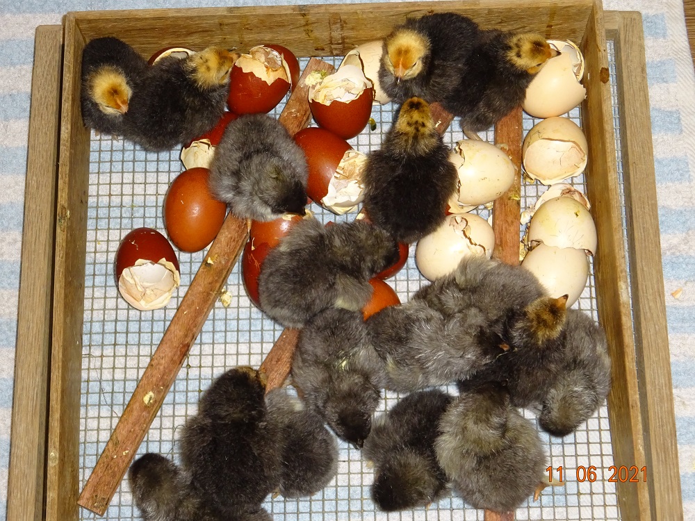 Maran blau Kupfer & Vorwerk K&uuml;ken, 11.06.2021