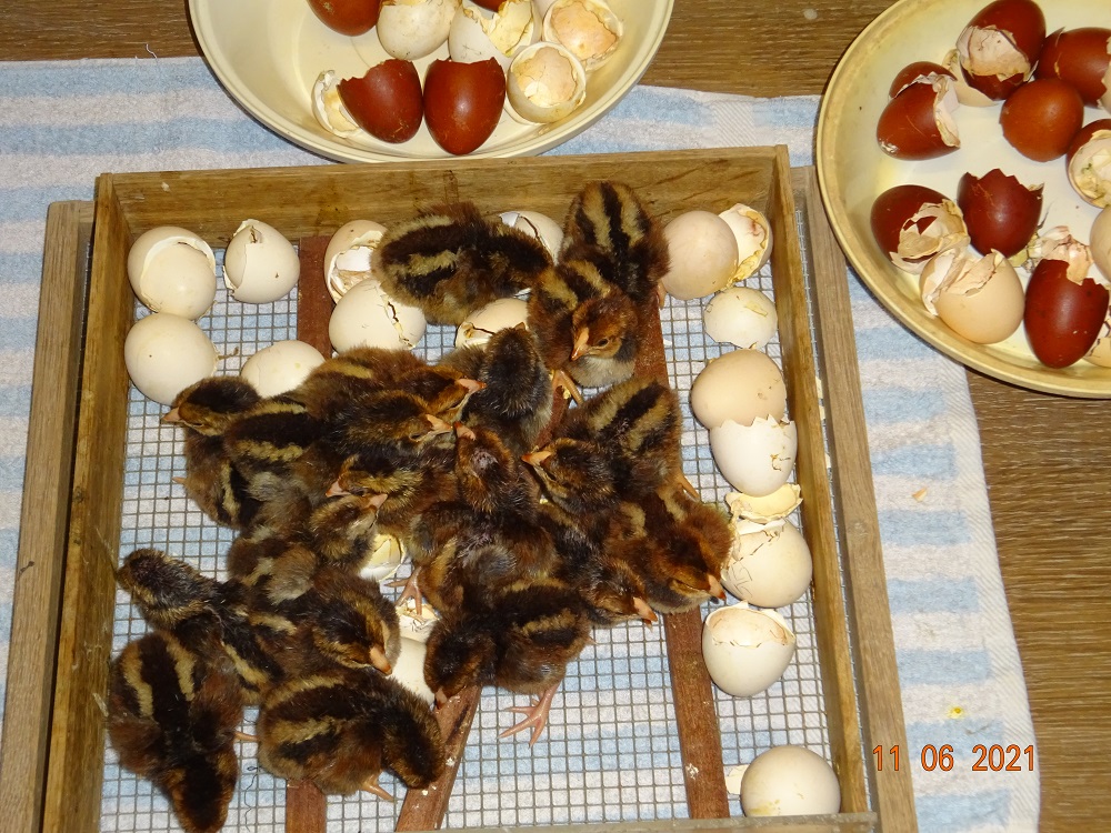 Dorking K&uuml;ken gold wildfarbig mit Rosenkamm, 11.06.2021