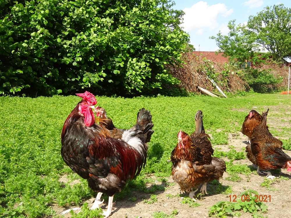 Dorking gold wildfarbig mit Rosenkamm, 12.06.2021