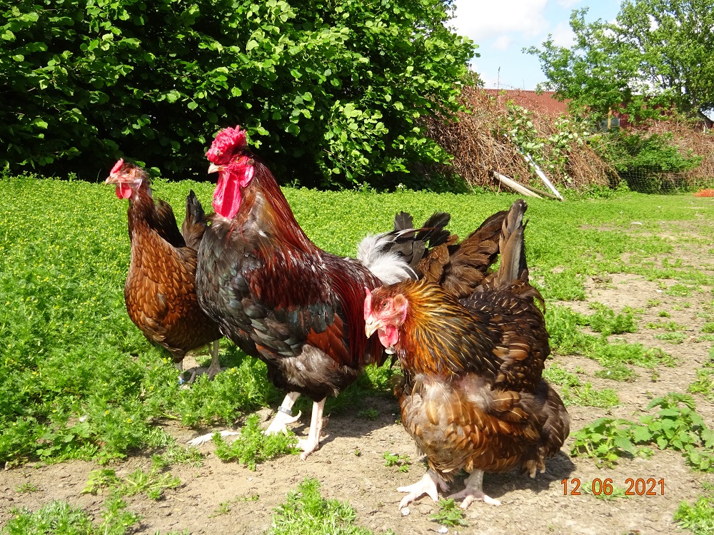 Dorking gold wildfarbig mit Rosenkamm, 12.06.2021