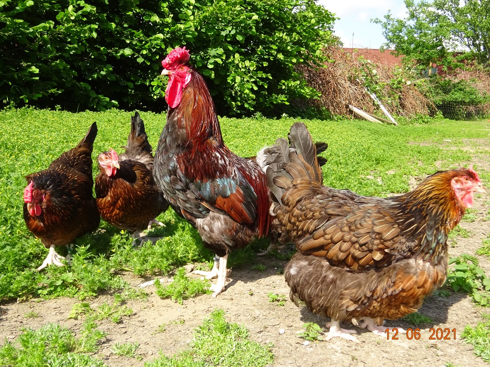 Dorking gold wildfarbig mit Rosenkamm, 12.06.2021