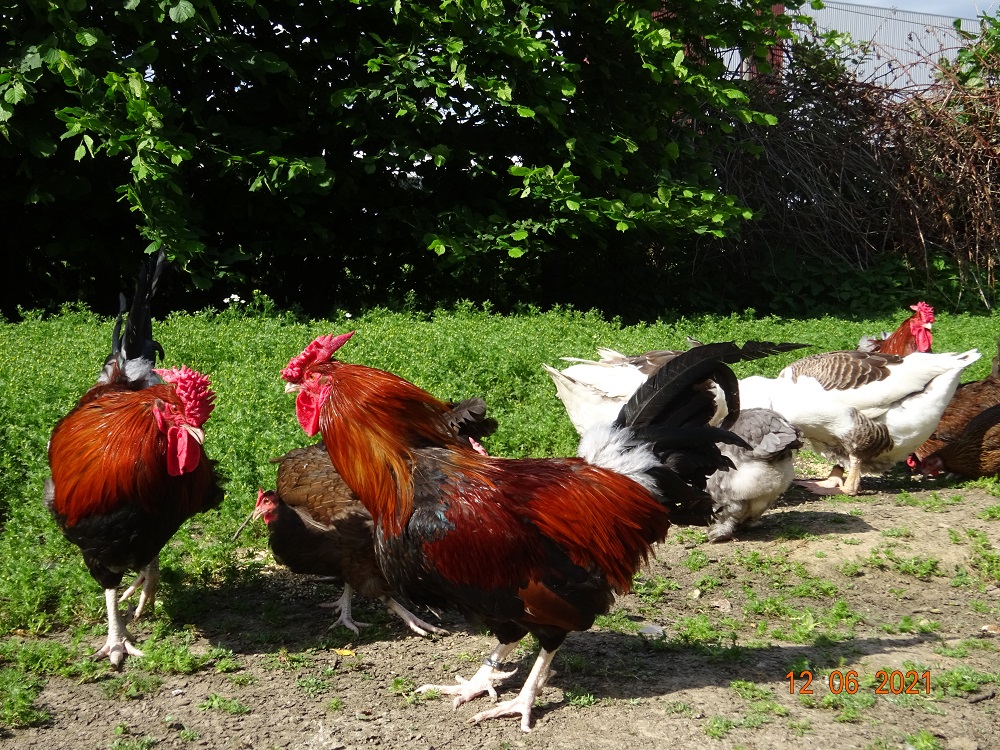Dorking Jungh&auml;hne goldhalsig mit Rosenkamm, 12.06.2021